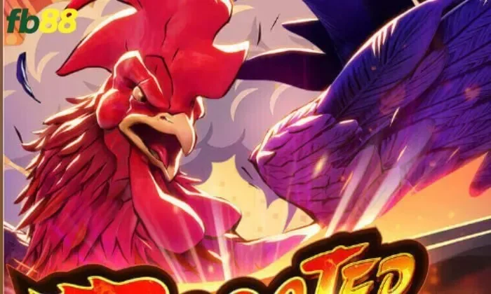 Nắm rõ các thể loại gà khi tham gia